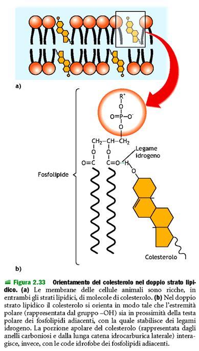 membrana (perché interferisce con le interazioni tra le