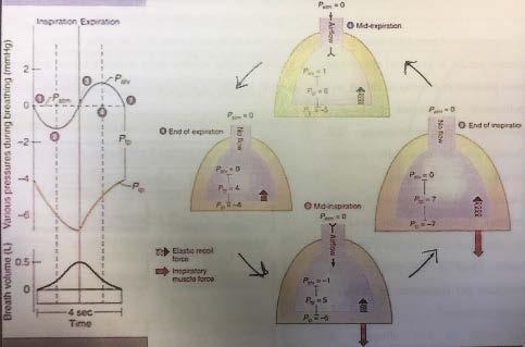 2. Dinamica del sistema toraco-polmonare La dinamica del sistema respiratorio studia le forze determinanti i flussi d aria nelle vie aeree.