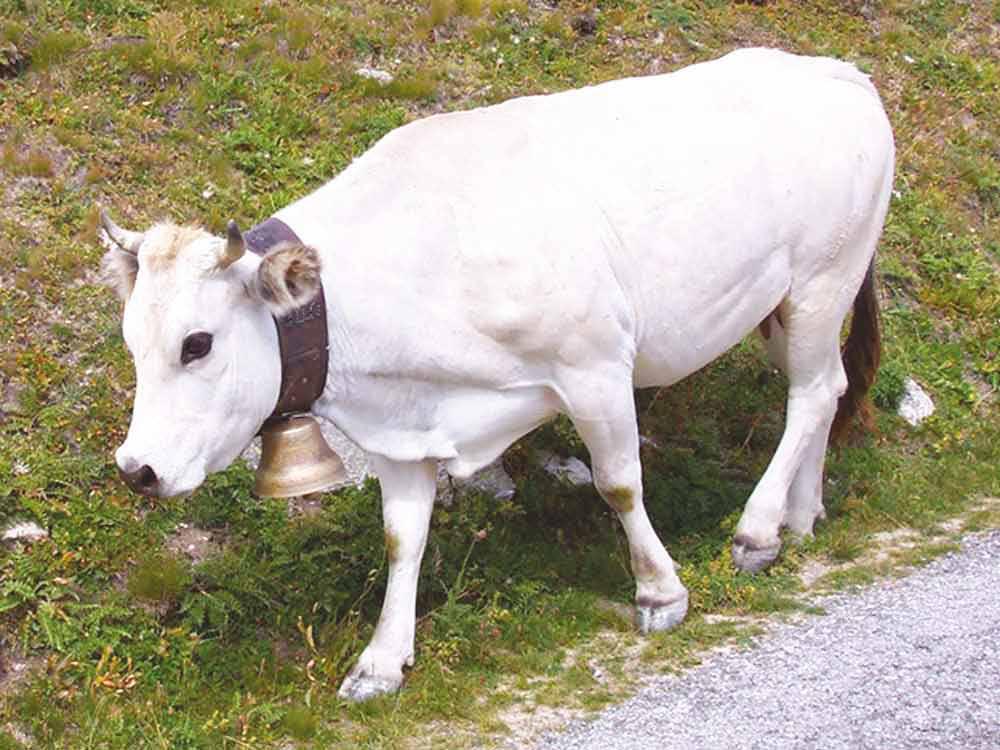 Piemontese, dovuta alle caratteristiche