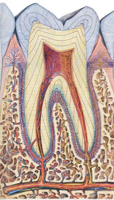 Molte informazioni utili da una radiografia ben fatta I denti sono costituiti dalla corona (parte buccale visibile del dente) e dalla radice (porzione intraossea inaccessibile all esame clinico).