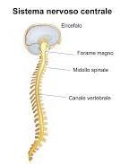 Encefalo + Midollo Spinale = Sistema Nervoso Centrale Queste due strutture sono contenute in cavità ossee e avvolte da 3 membrane di tessuto connettivo, le MENINGI (DURAMADRE ARACNOIDE PIAMADRE), che