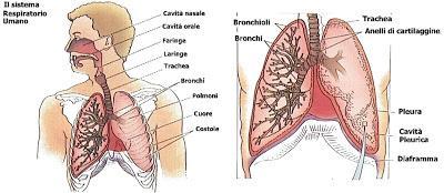 E IL MEZZO ATTRAVERSO CUI VIENE FATTA ENTRARE ARIA NEI POLMONI (RICCA IN OSSIGENO) E POI VINE FATTA USCIRE (RICCA IN ANIDRIDE CARBONICA).