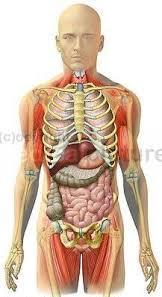 NASO/BOCCA + FARINGE + LARINGE + TRACHEA + BRONCHI = VIE RESPIRATORIE 1. NASO/BOCCA : accesso dell aria, riscaldata, umidificata e filtrata 2.