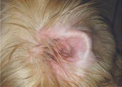 Visita dermatologica Moderato eritema a carico della faccia interna del padiglione auricolare, in assenza di lesioni infiammatorie all interno del condotto uditivo. Lieve eritema perilabiale.
