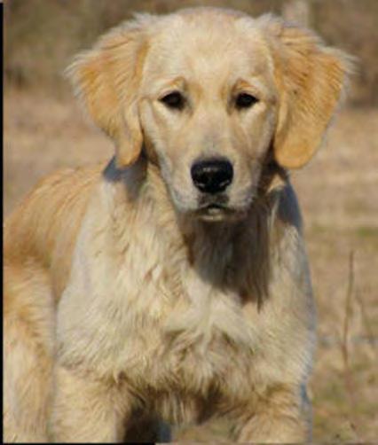 Caso 3 Prurito ed eritema circoscritti ad aree localizzate (padiglione auricolare) Antonella Vercelli Segnalamento Willy, Golden Retriever, maschio intero di 11 mesi, e 29 kg di peso.