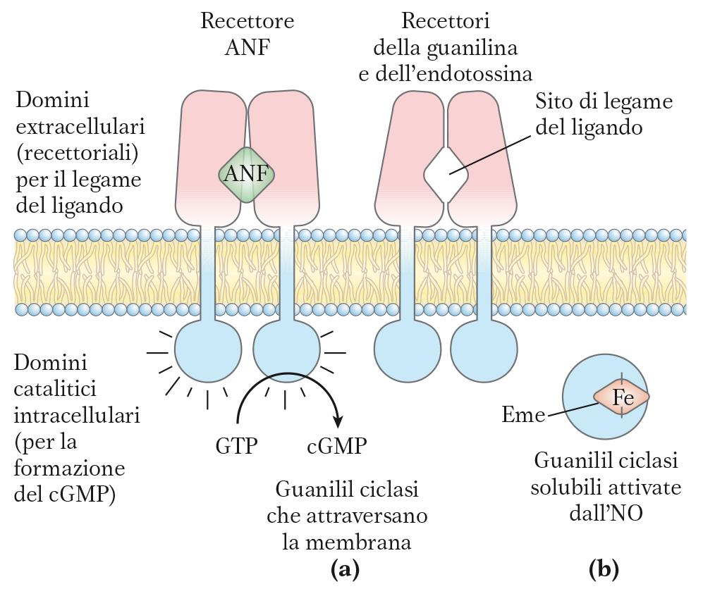 Recettori con attività guanilil ciclasica.