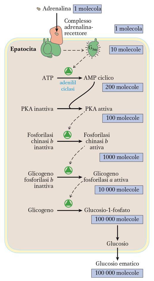 L adenilil ciclasi da inizio ad una serie di tappe che amplificano il segnale originario Esempio: il recettore ß-adrenergico.