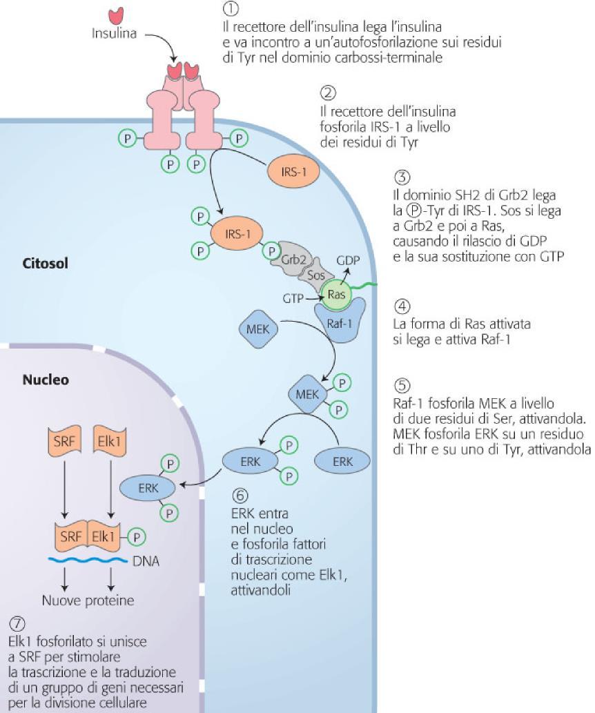 RECETTORE INSULINA ATTIVAZIONE ESPRESSIONE GENICA cascata enzimatica RAF