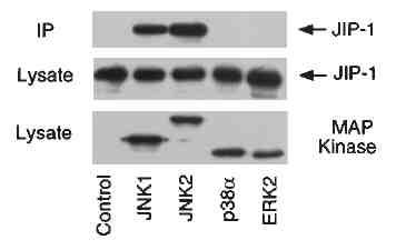 BCII - erroteau - Trasduzione del segnale e proteine scaffold. Witmarsh et al.