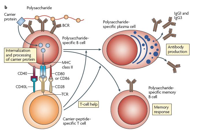 I principi della coniugazione del vaccino 1 Gli antigeni polisaccaridici legati covalentemente ad una proteina carrier generano una risposta immune T dipendente Produzione di PLASMACELLULE PRODUCENTI