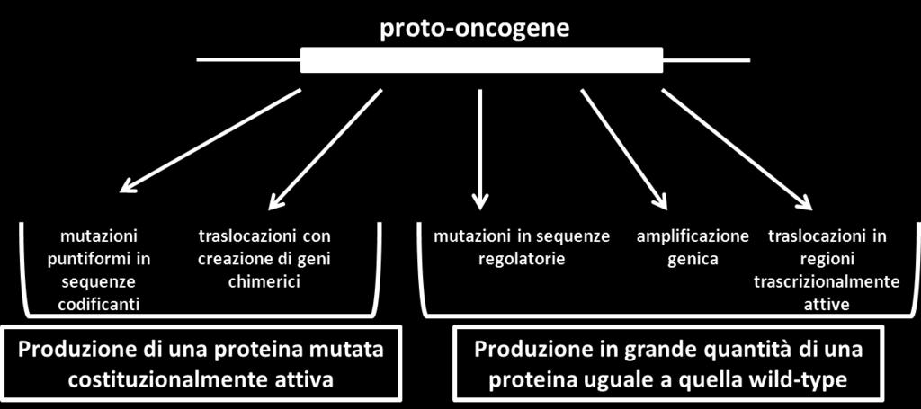 proto-oncogene in