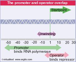 L espressione dei geni lac è controllata da un repressore I geni lac sono controllati da regolazione negativa: sono trascritti a meno che non vengano spenti da una proteina regolatrice.