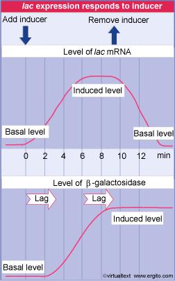 L operone lac può essere indotto La sintesi di un enzima in risposta alla comparsa di un substrato specifico si chiama induzione (in assenza di β-galattosidi, non c è necessità di β-galattosidasi, e