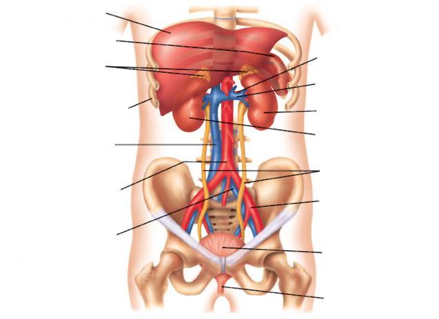 Apparato Urinario Fegato Milza Ghiandole Surrenali Arteria Renale Vena Renale Costole Vena