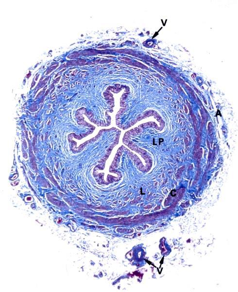 Uretra L'uretra è l'ultimo tratto delle vie urinarie. È un piccolo condotto che unisce il polo inferiore della vescica urinaria con l'esterno.