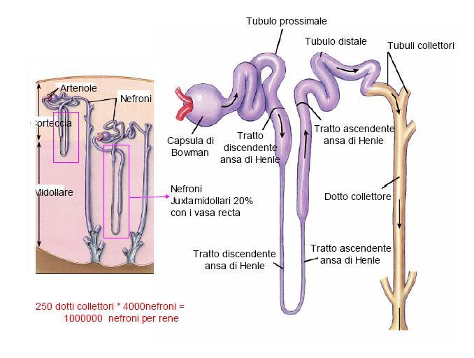 Struttura del