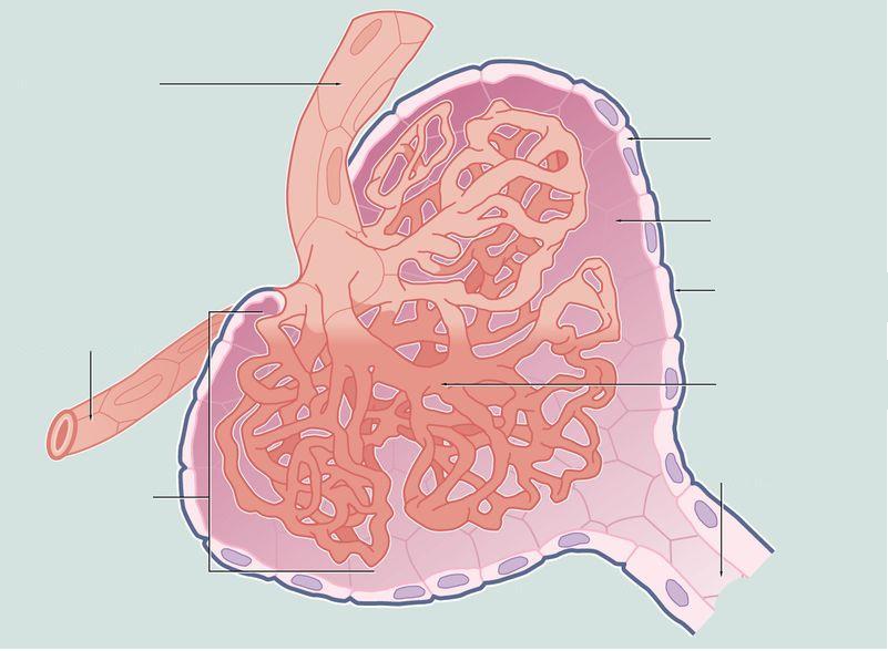 Contengono il glomerulo Vasi sanguigni internalizzati in una capsula epiteliale Arteriole afferente ed efferente Apparato Juxtaglomerulare Arteriola