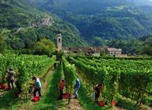 500 ettari di vigneti in totale e presidiano l intero territorio distribuendosi nelle cinque macro-aree della regione: Campo Rotaliano,