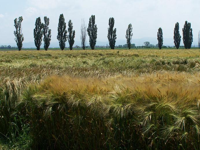 ORZO 3 Le rese e le superfici coltivate a orzo nel 2008 in Lombardia (Tabella 15), evidenziano una situazione pressoché invariata rispetto ai dati rilevati nell anno precedente quando si era