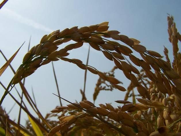 RISO 6 I ricercatori del Centro Ricerche di Castello d Agogna dell Ente Nazionale Risi (ENR) hanno predisposto i protocolli operativi e la lista delle varietà di riso da mettere in prova.