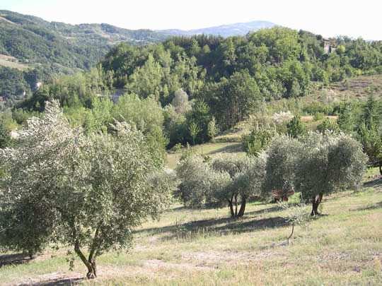 Le piogge si concentrano nei mesi autunnali e invernali, mentre in estate