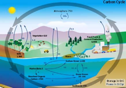 CO 2 Footprint - Carbon Sink Per una maggiore sostenibilità,