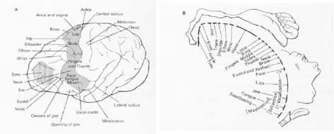 Output delle aree motorie Muscoli diversi hanno regioni di attivazione diverse. Alcuni muscoli (soprattutto i distali) hanno loci di attivaziome multipli. Pathways multipli: Proiezioni sul brain stem.