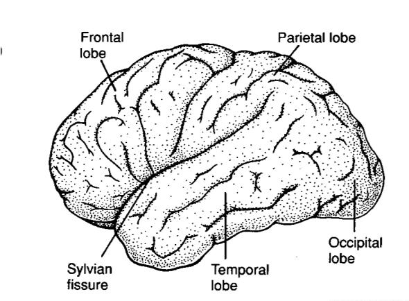 I lobi cerebrali 9/52 + limbic lobe.