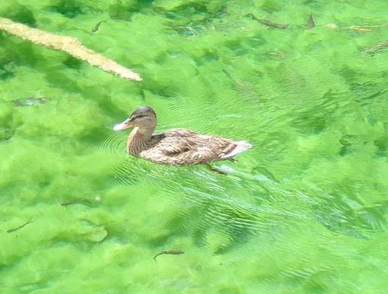 perche in acqua?