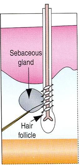 Terminazioni nervose follicolari Epidermide Derma Ipoderma Appena sotto il livello delle ghiandole sebacee, alcune fibre mieliniche formano una palizzata di terminazioni scoperte lungo l epitelio più