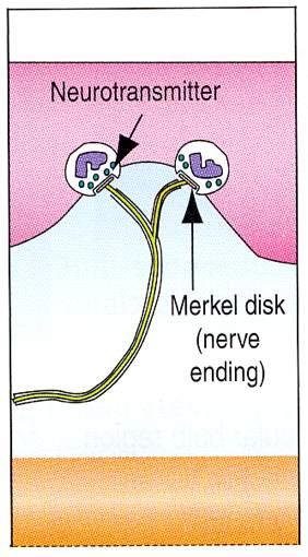 Complessi cellule di Merkel-neuriti Epidermide Derma Ipoderma Larghe terminazioni nervose si applicano sopra le cellule di Merkel (dischi tattili) nei solchi e nelle creste dell epitelio basale.