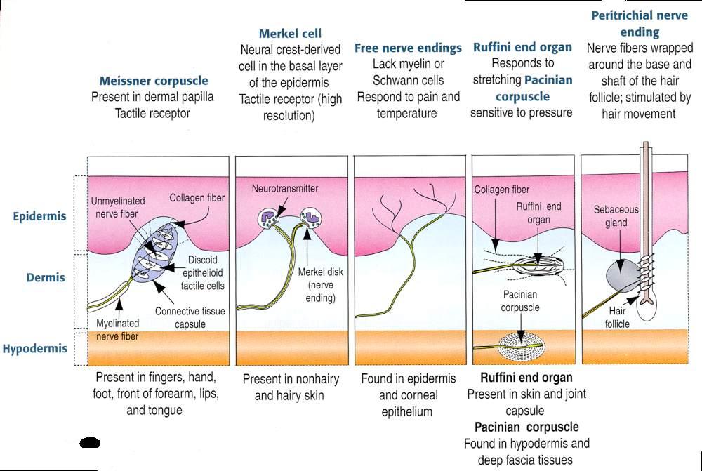 Immagine tratta da: Hystology and Cell