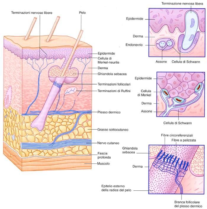 Immagine tratta da: Anatomia e Fisiologia dell Uomo, Johann S.