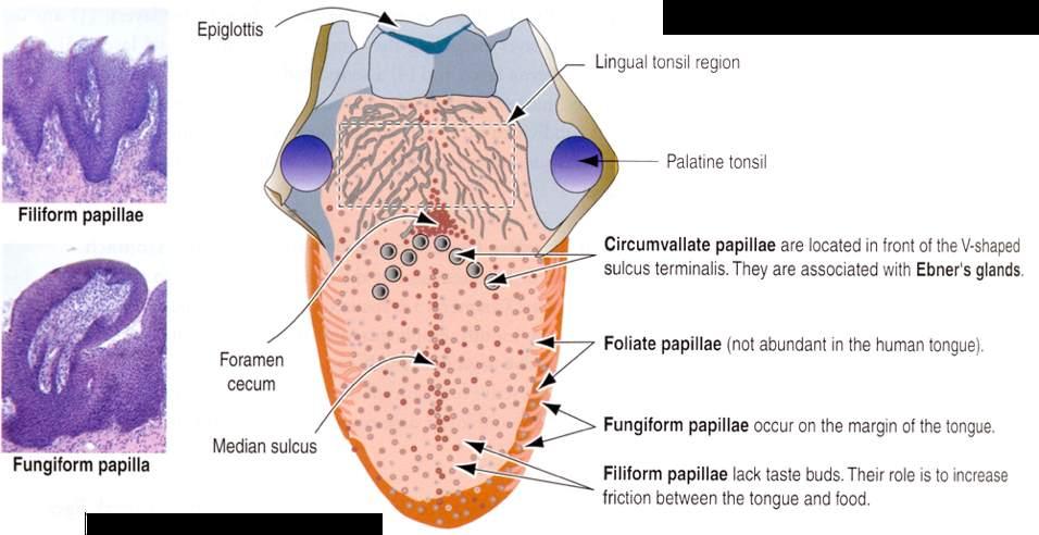 Immagine tratta da: Hystology and Cell