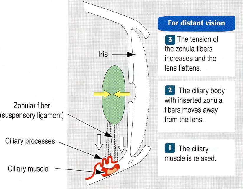 Immagine tratta da: Hystology and Cell