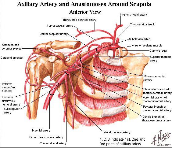 Arteria ascellare e anastomosi attorno alla scapola Vista anteriore A. tiroidea inferiore Acromion e plesso acromiale Processo coracoide A. soprascapolare A. scapolare dorsale A.