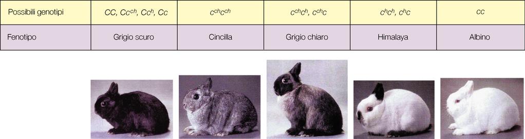 LLELI MULTIPLI ) Sistema 0 3 alleli (I = I ) > i = codominanza > dominanza ) Colore pelo conigli 4 alleli: C > c ch, c h, c c ch > c h, c (c ch c ch > cincilla) c h > c SERIE