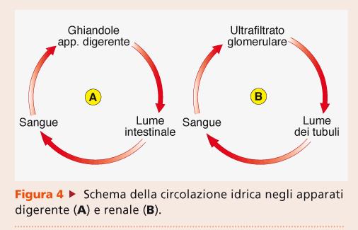 Scambi idrici Nell apparato digerente circa 8-10