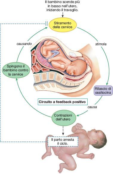 Controllo ormonale a feedback positivo delle