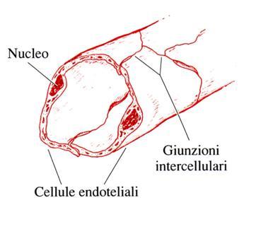 STRUTTURA DELLA