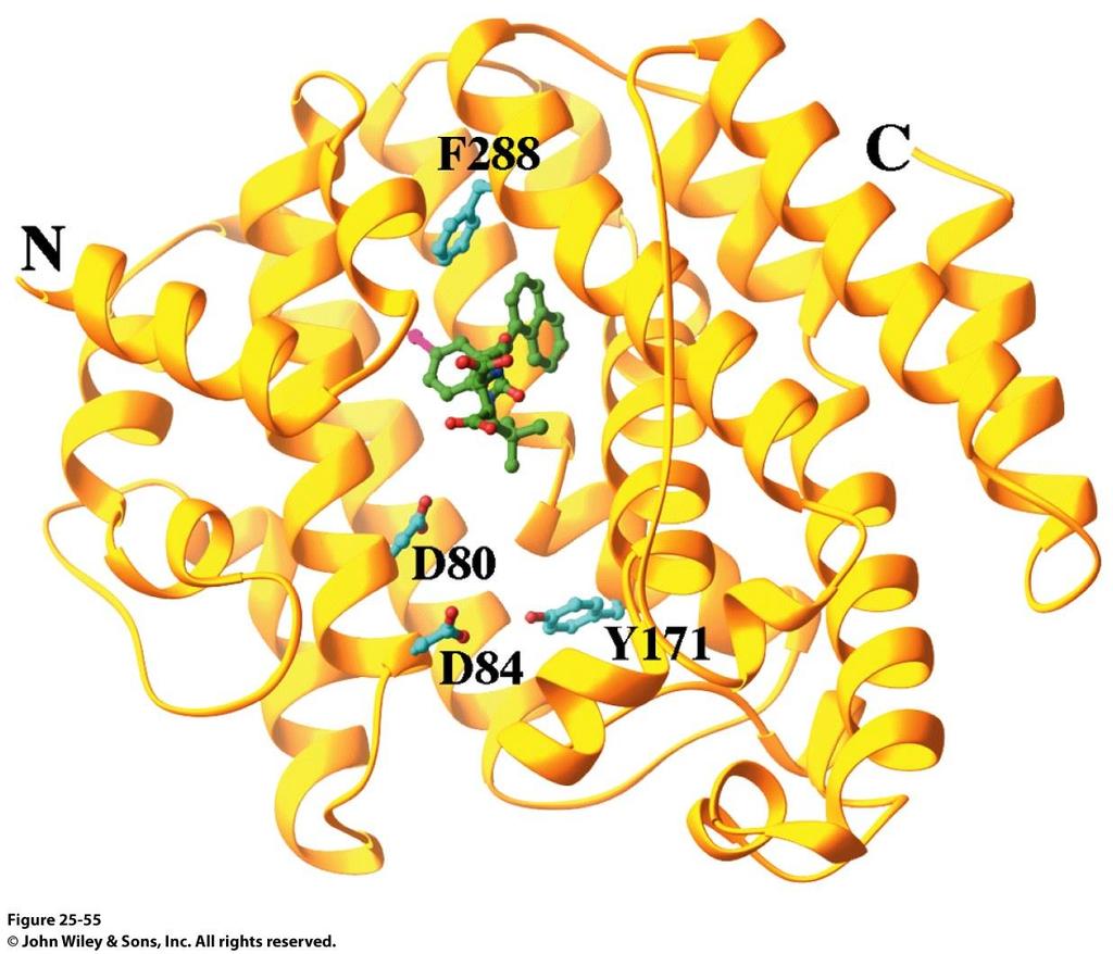 Squalene sintasi Proteina di membrana ancorata al reticolo endoplasmatico (RE): sito attivo, a forma di canale, per lo step 1 nella faccia citosolica «canale» Lo step 2 richiede che il carbocatione