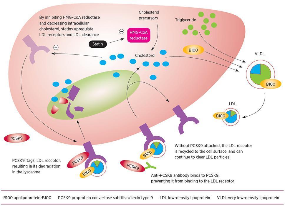 C) Utilizzo di anticorpi anti PCSK9 PCSK9 è una proteina coinvolta nella degradazione dei recettori delle LDL