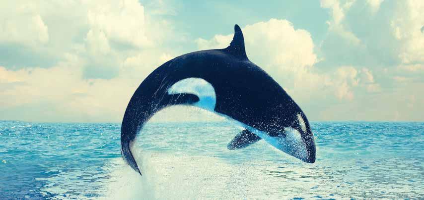 Le orche non si preoccupano del caldo o del freddo. Vivono nel freddo estremo del Mar rtico e nei mari tropicali vicino all equatore.