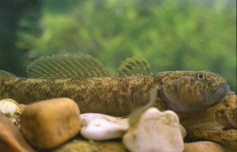 (Canestrini, 1867) Padogobius