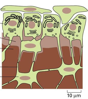 Deposizione di matrice ossea da parte degli osteoblasti Cellula osteoprogenitrice (precursore dell'osteoblasto)