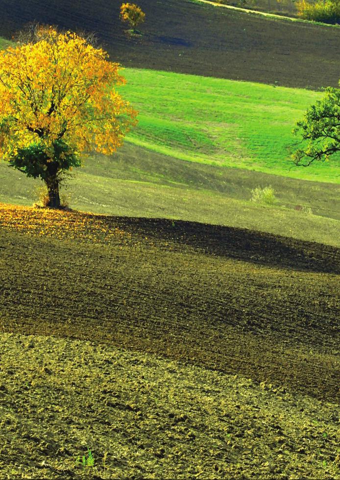 SITI LOCALI RAPPRESENTATIVI DEI SUOLI DELLA PIANURA, DEL