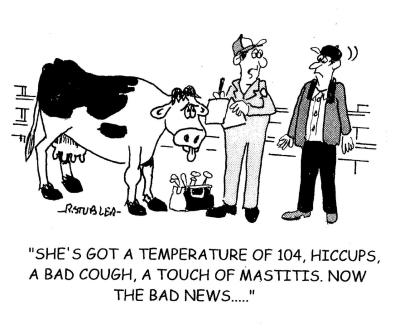 La sua bovina ha una temperatura di 104 gradi, il