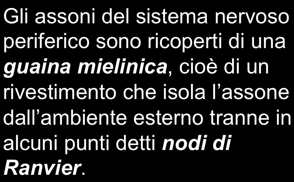 "saltare" da un nodo all'altro ed essere trasmesso così più velocemente da neurone a