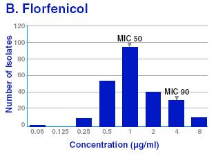 FENICOLI Fenicoli Attività