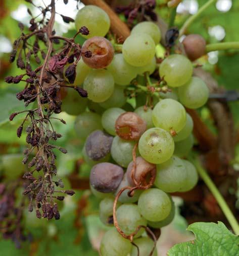 strumento per combattere la peronospora della vite. Assicura una migliore efficacia e una maggiore durata del controllo.